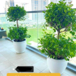 Double Head Ficus Panda Each Plants UAE