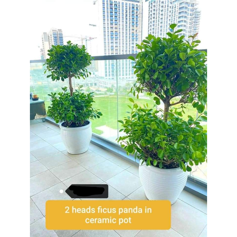 Double_Head_Ficus_Panda_Each_Plants_UAE.png Double Head Ficus Panda Each Plants UAE - Image 1