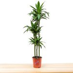 Dracaena Janet Craig 3pp - Image 2