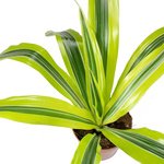 Dracaena Lemon Lime (Dragon Tree, Lemon Lime) - Image 5