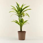 Dracaena Lemon Lime (Dragon Tree, Lemon Lime) - Image 6
