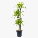 Dracaena Lemon Lime (Dragon Tree, Lemon Lime) - Image 7
