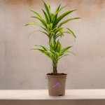 Dracaena Lemon Lime (Dragon Tree, Lemon Lime) - Image 4