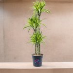 Dracaena Lemon Lime (Dragon Tree, Lemon Lime) - Image 3