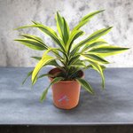 Dracaena Lemon Lime (Dragon Tree, Lemon Lime) - Image 2