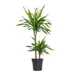 Dracaena Rikki Plant - Corn Plant - Image 4