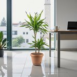 Dracaena Rikki Plant - Corn Plant - Image 5