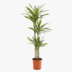 Dracaena Rikki Plant - Corn Plant - Image 3