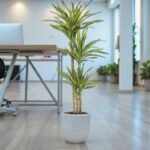 Dracaena Rikki Plant - Corn Plant - Image 9