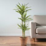 Dracaena Rikki Plant - Corn Plant - Image 6