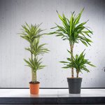 Dracaena Rikki Plant - Corn Plant - Image 2