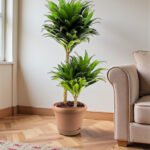 Dracaena Fragrans – Compacta - 2PP - Image 8