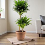 Dracaena Fragrans – Compacta - 2PP - Image 10