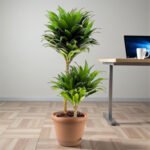 Dracaena Fragrans – Compacta - 2PP - Image 6