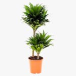 Dracaena Fragrans – Compacta - 2PP - Image 4