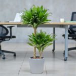 Dracaena Fragrans – Compacta - 2PP - Image 7