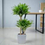 Dracaena Fragrans – Compacta - 2PP - Image 11