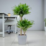 Dracaena Fragrans – Compacta - 2PP - Image 9