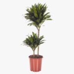 Dracaena Fragrans – Compacta - 2PP - Image 3