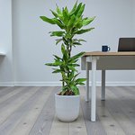 Dracaena Janet Craig 3pp - Image 12