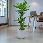 Dracaena Janet Craig 3pp - Image 13