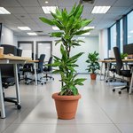 Dracaena Janet Craig 3pp - Image 14