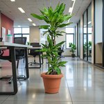 Dracaena Janet Craig 3pp - Image 15