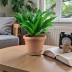 Dracaena Fragrans – Compacta - 2PP - Image 2
