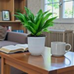 Dracaena Fragrans – Compacta - 2PP - Image 5