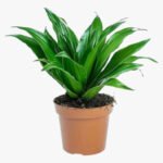 Dracaena Fragrans – Compacta - 2PP