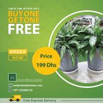 Green Aglo PROMO