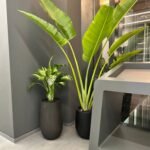 Office Plants Premium Bundle in Fiber Pot New 10pc - Image 2