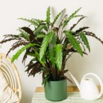 Wavestar Pet Friendly Plant