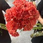 Fresh Flowers Carnation 12pcs Best Seller - Image 3