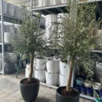 Big Olive Tree (15-20yr old) PROMO BUNDLE 2PC
