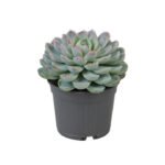 Echeveria Succulent - 15-20cm