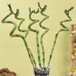 Spiral Lucky Bamboo in Decorative Glass Vase - Image 2