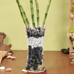Spiral Lucky Bamboo in Decorative Glass Vase - Image 3