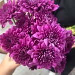 Fresh Flowers Chrysanthemum 12pc Best Seller
