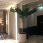 Vietchia Palm Indoor In Fiber Pot 2.5m to 3m - Image 2