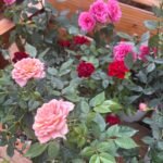 Roses 3pots Bundle Indoor plants UAE - Image 3