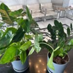Indoor Plants Table Plant  Zizi and Philodendron Bundle - Image 2