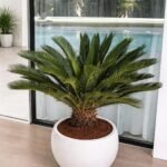 Cycas in Fiber Balcony Plant Dubai