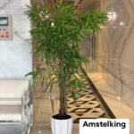 Ficus Amstel King Indoor Plants UAE
