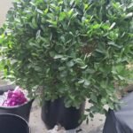 Ficus Big Giant Head in Matte Fiber Plants UAE