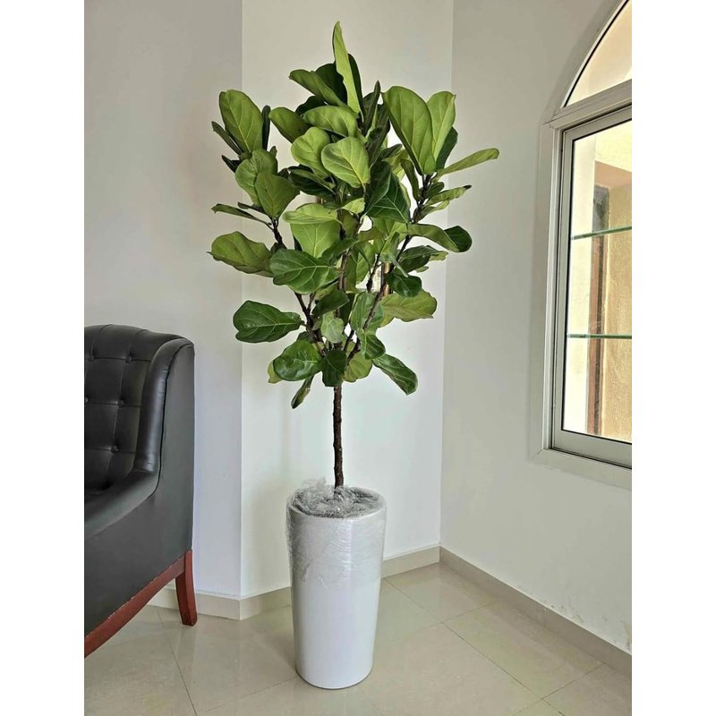 Ficus_Fig_Tree_Clearance_Sale_Giant_2m_Plants_UAE.jpg Ficus Fig Tree Clearance Sale Giant 2m Plants UAE - Image 1