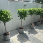 Ficus Outdoor Plant Premium in Concrete Grey Plants UAE