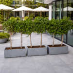 Ficus Single Head Privacy Plant in Rectangle Plants Dubai