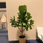 Ficus Tree Premium Large Plants Dubai