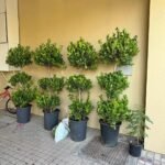 Ficus Triple Head Buy 1 Get 1 Free Plants UAE